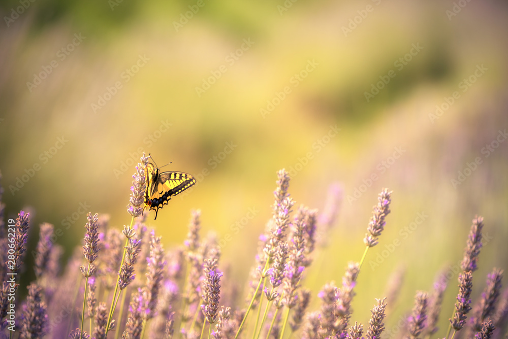 Beautiful Papilio machaon butterfly on lavender