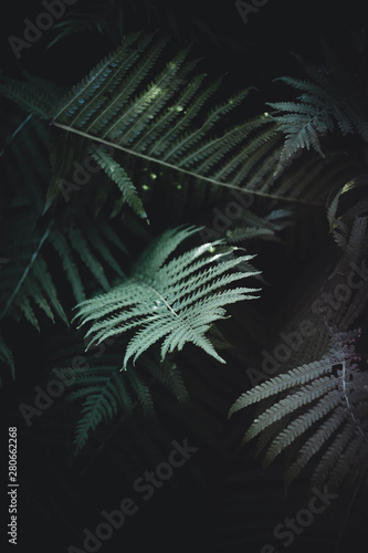 Fototapeta Naklejka Na Ścianę i Meble -  fern leaves nature botanic wallpaper