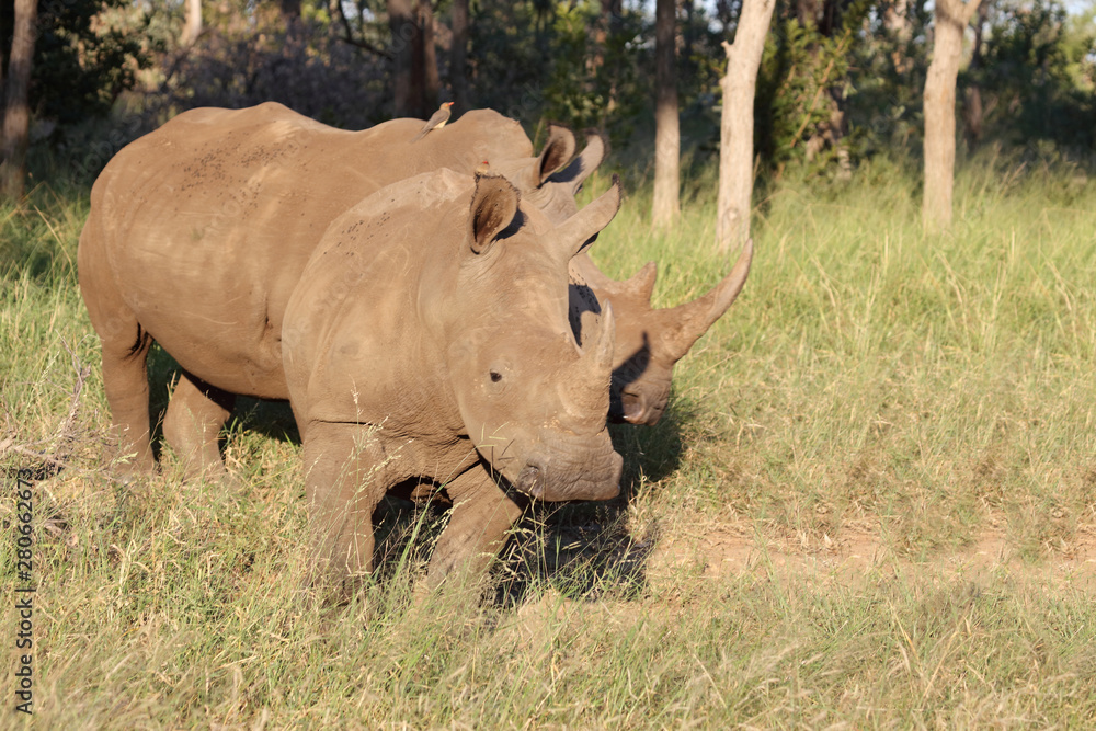 Breitmaulnashorn / Square-lipped Rhinoceros / Ceratotherium Simum Breitmaulnashorn / Square-lipped Rhinoceros / Ceratotherium Simum