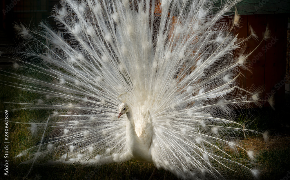 Obraz premium White Peacock Open Tail Close-up. Peacock Albino. Black And White Background. Portrait of a white peacock, with open feathers, performing the bridal dance.