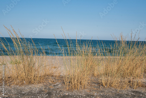 Grass on the sandy beach