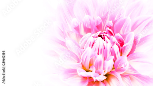 White and purple pink colourful dahlia flower macro photo with intense vivid colors in white wide empty background with negative space for text message and design. Abstract high key photo.