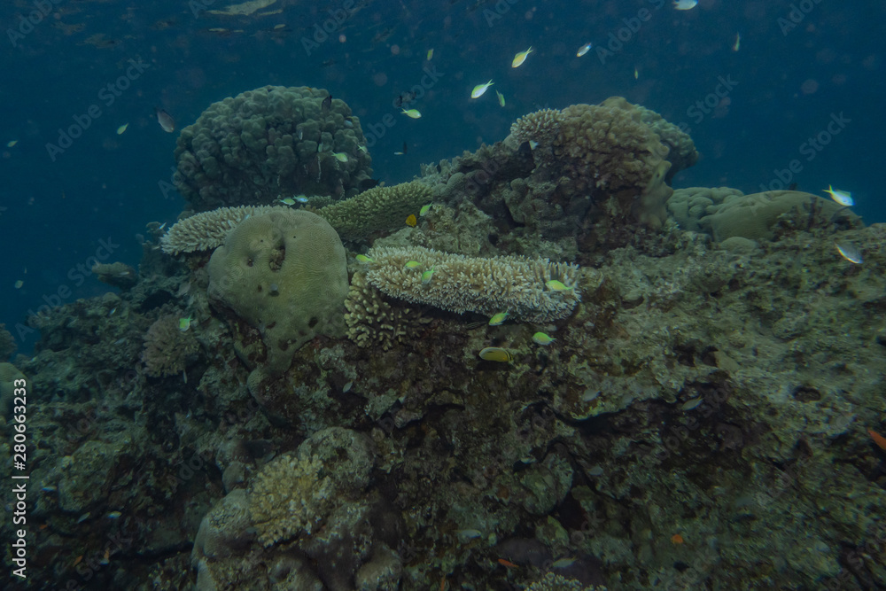 Fototapeta premium Coral reefs and water plants in the Red Sea, Eilat Israel