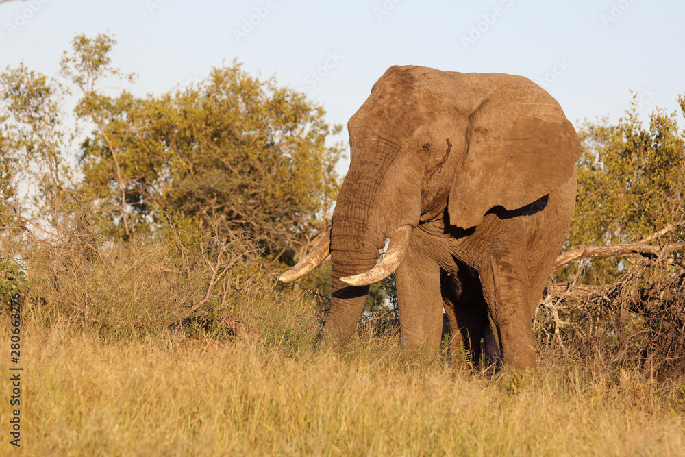 Fototapeta premium Afrikanischer Elefant / African elephant / Loxodonta africana
