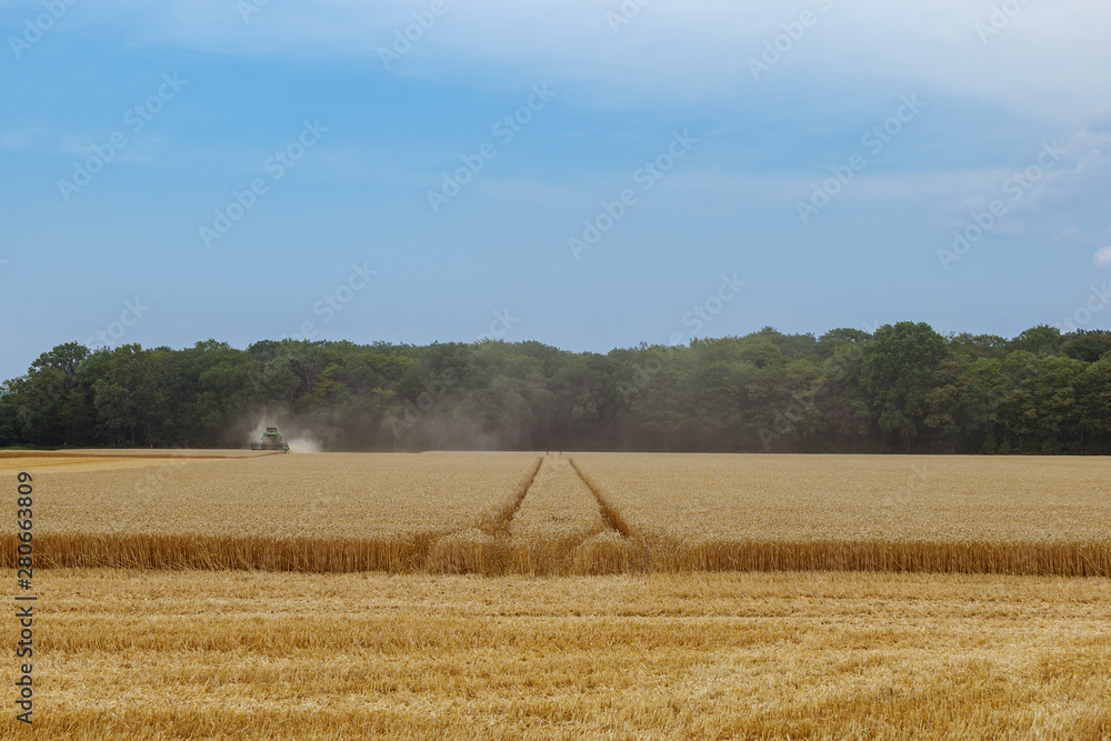 Fototapeta premium Outdoor sunny view of working combine harvester tractor harvest on golden oat or wheat field during harvesting summer season against deep blue sky in Meerbusch, countryside of Düsseldorf, Germany.