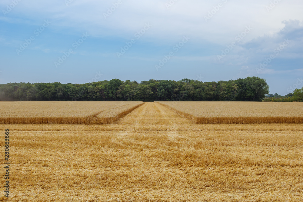 Outdoor view of partly cut grain harvested field during harvesting summer season against blue cloudy and overcast sky in Meerbusch, countryside of Düsseldorf, Germany.