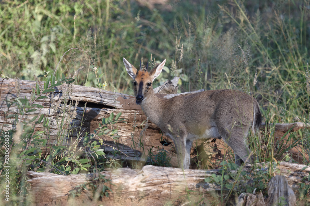 Fototapeta premium Kronenducker / Common duiker / Sylvicapra grimmia