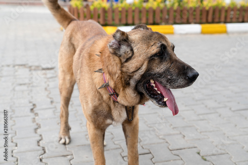 Brown anatolian shepherd dog with spiked iron collar on the street. (Spiked iron collar protects the necks of dog against wolf). Sivas kangal coban kopek, kopegi, Turkey photo