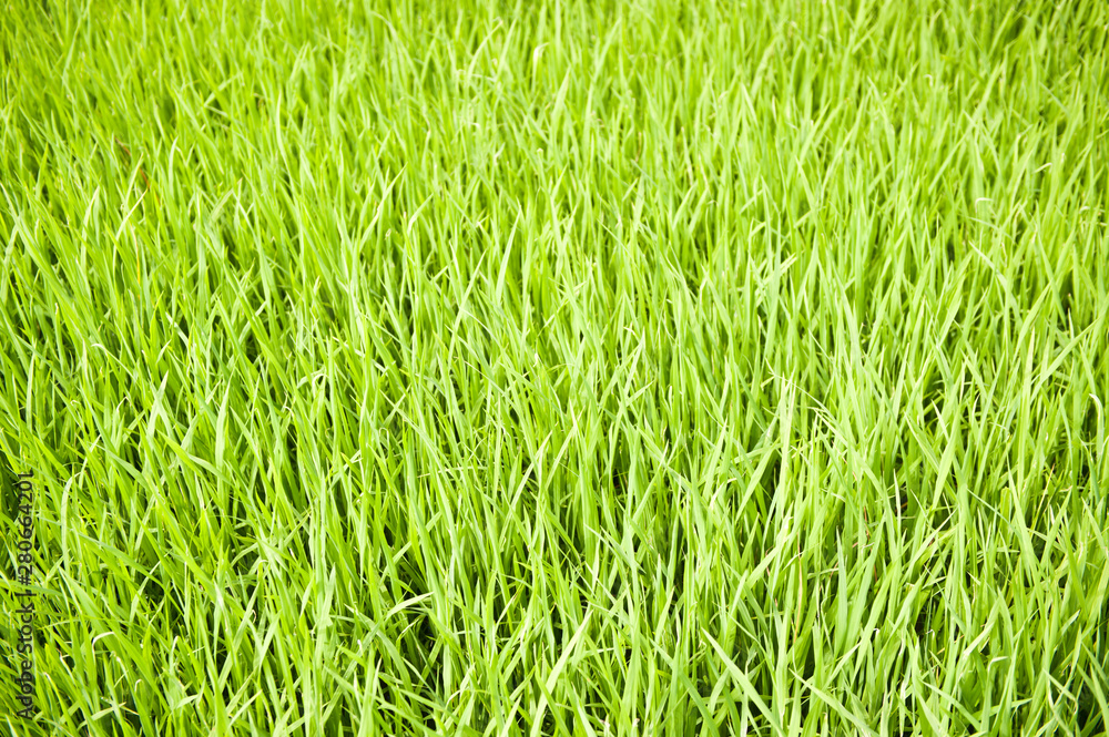 Rice Rice