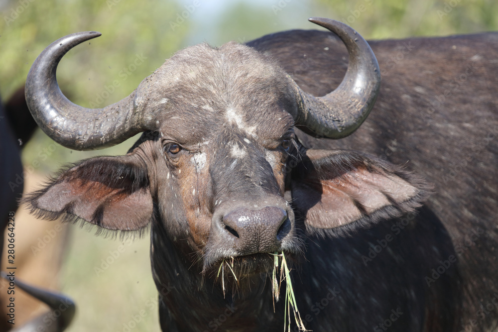 Kaffernbüffel / Buffalo / Syncerus caffer Kaffernbüffel / Buffalo / Syncerus caffer