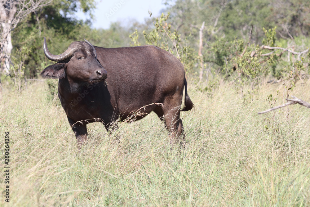 Kaffernbüffel / Buffalo / Syncerus caffer Kaffernbüffel / Buffalo / Syncerus caffer