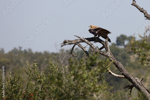 Wahlbergsadler / Wahlberg's  Eagle / Aquila wahlbergi photo