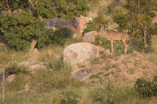 Gro  er Kudu   Greater Kudu   Tragelaphus strepsiceros.