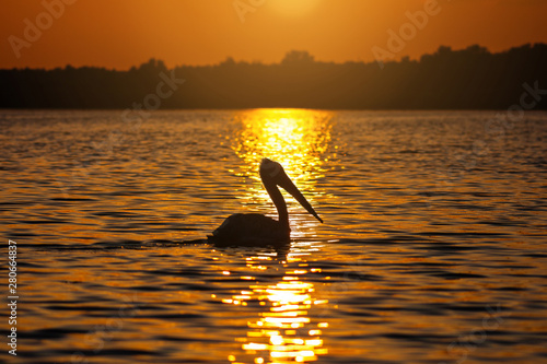 Pelican silhouette at sunset in Danube Delta, Romania