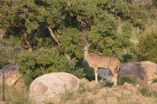 Gro  er Kudu   Greater Kudu   Tragelaphus strepsiceros.