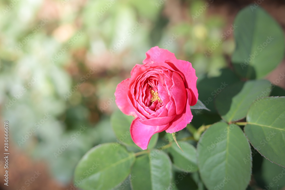 Fototapeta premium Roses in the garden