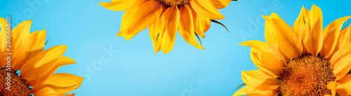 Sunflowers on blue
