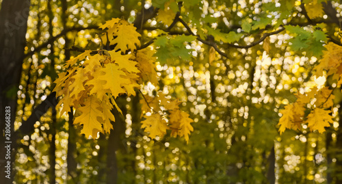 Yellowed oak leaves on the branch. Autumn background.