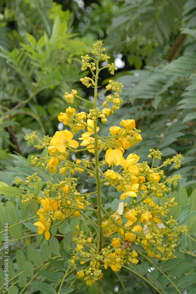 Fototapeta premium yellow flower stalk