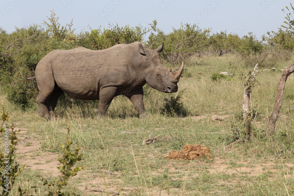 Fototapeta premium Breitmaulnashorn / Square-lipped rhinoceros / Ceratotherium Simum