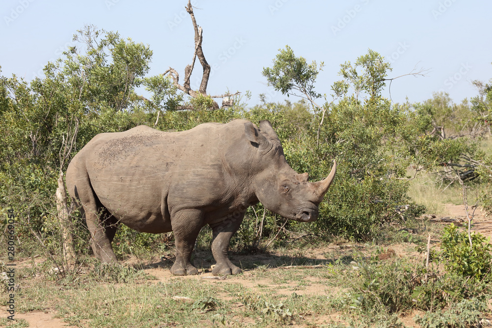 Obraz premium Breitmaulnashorn / Square-lipped rhinoceros / Ceratotherium Simum