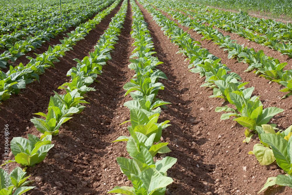 Tobacco cultivation in Veneto