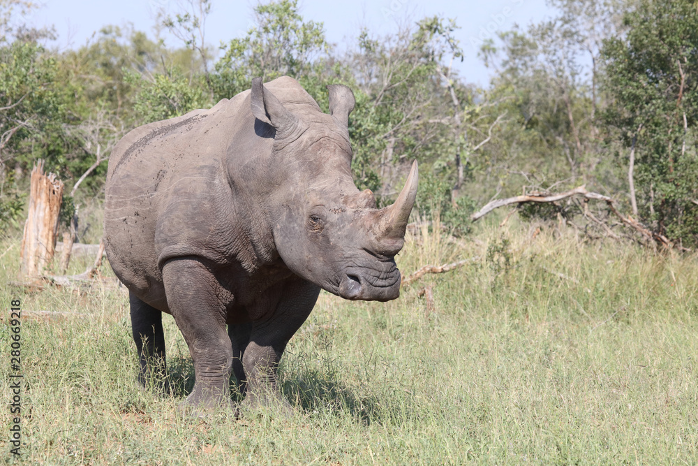 Breitmaulnashorn / Square-lipped rhinoceros / Ceratotherium Simum Breitmaulnashorn / Square-lipped rhinoceros / Ceratotherium Simum