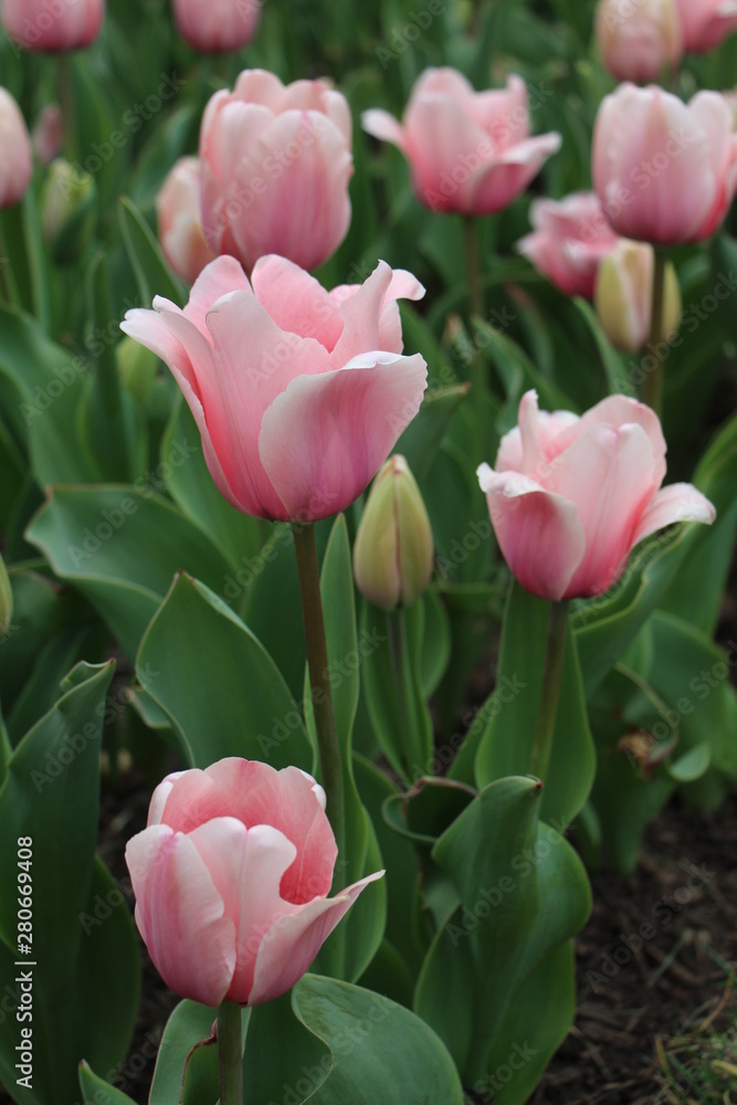 Fototapeta premium Tulip Garden