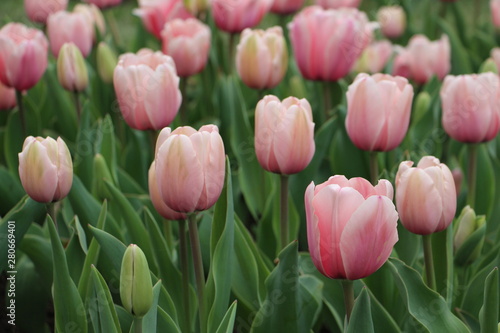 Tulip Garden