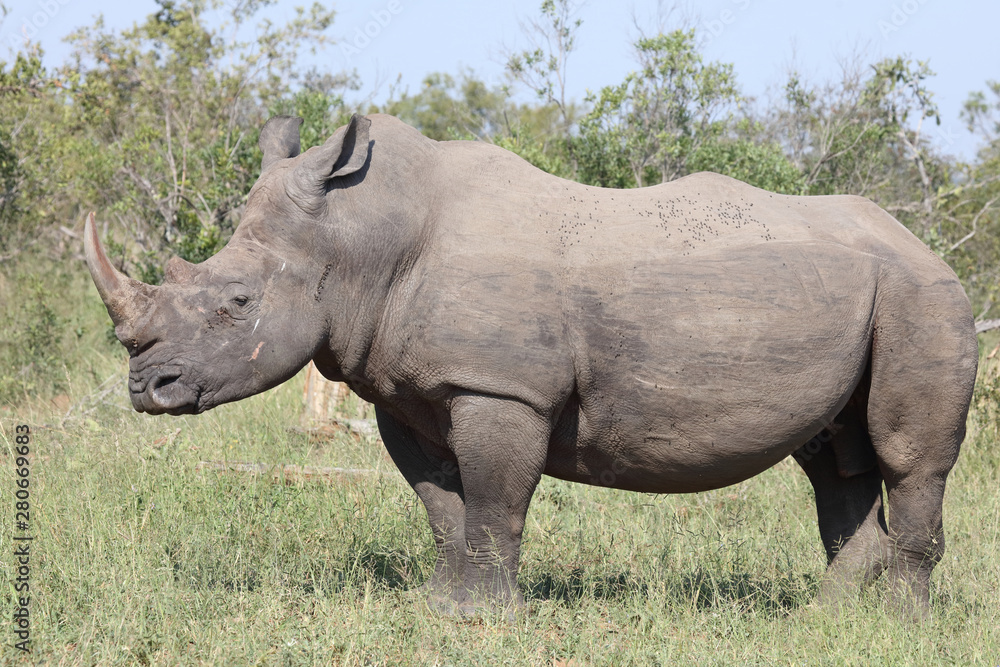 Fototapeta premium Breitmaulnashorn / Square-lipped rhinoceros / Ceratotherium Simum
