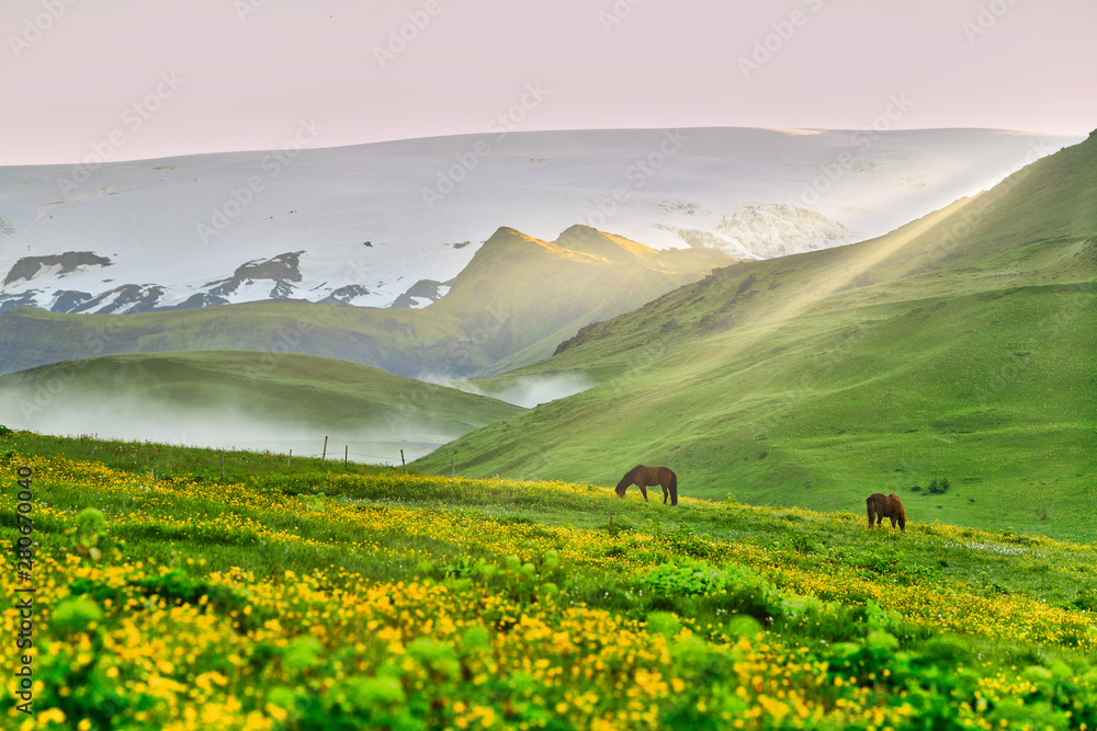 Two horses surrounded by grasslands are beautiful scenes in Iceland.