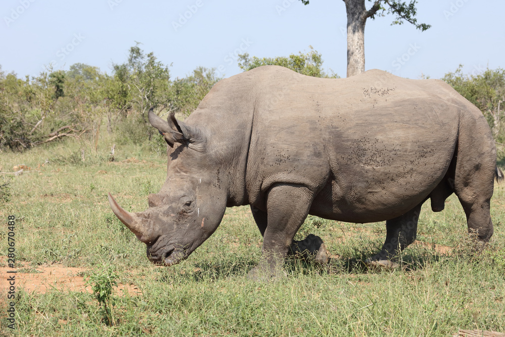Obraz premium Breitmaulnashorn / Square-lipped rhinoceros / Ceratotherium Simum