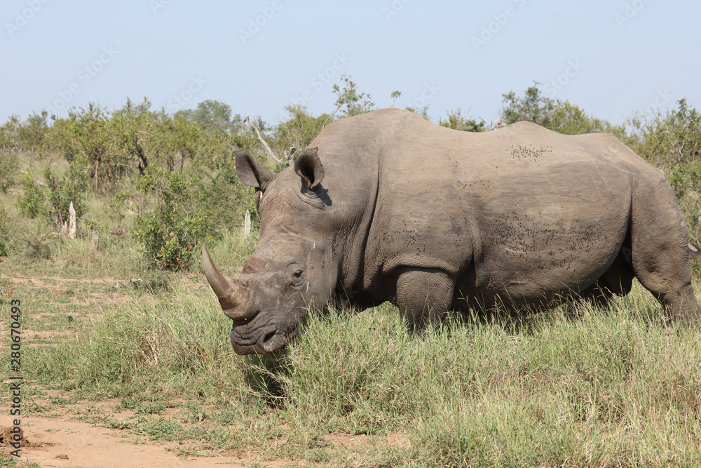 Fototapeta premium Breitmaulnashorn / Square-lipped rhinoceros / Ceratotherium Simum