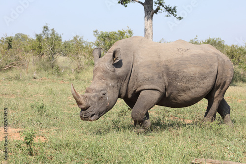 Breitmaulnashorn   Square-lipped rhinoceros   Ceratotherium Simum