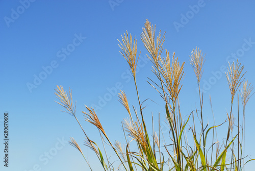 秋 尾花 素材