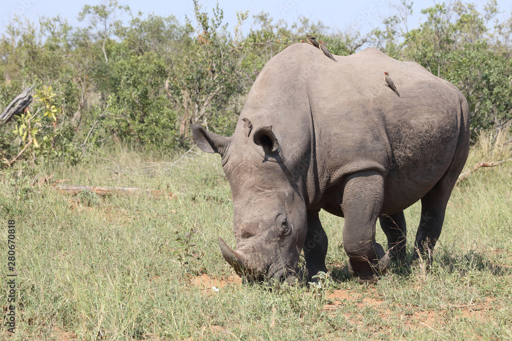 Breitmaulnashorn / Square-lipped rhinoceros / Ceratotherium Simum Breitmaulnashorn / Square-lipped rhinoceros / Ceratotherium Simum