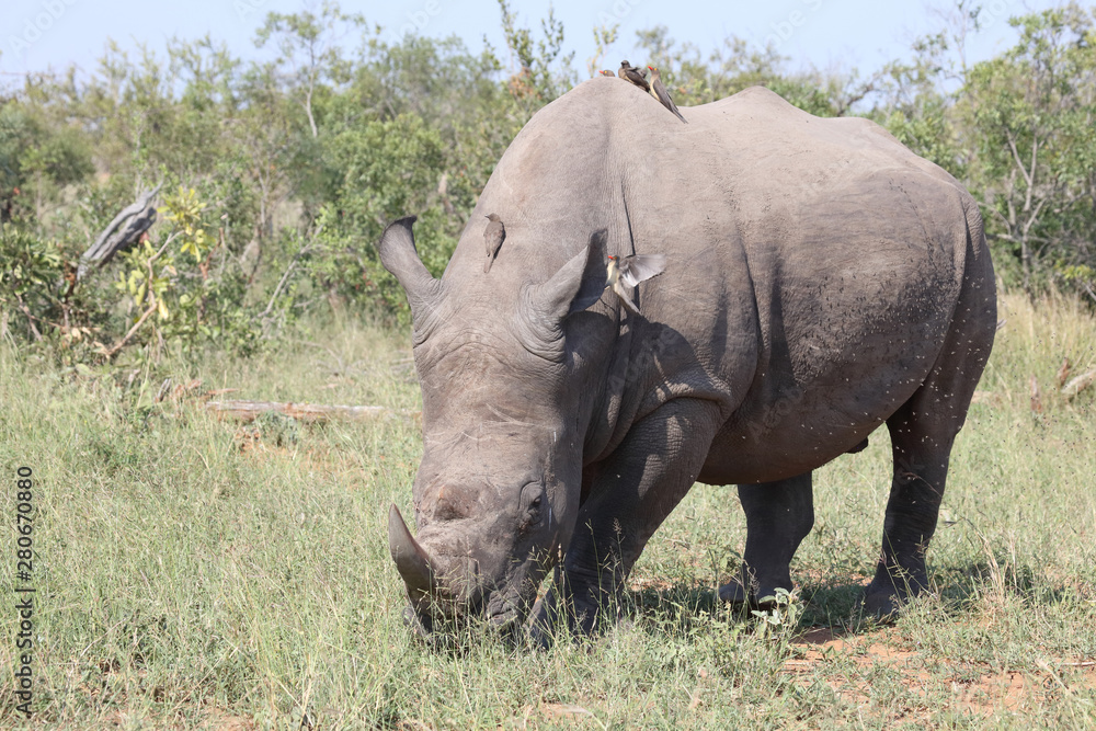 Breitmaulnashorn / Square-lipped rhinoceros / Ceratotherium Simum Breitmaulnashorn / Square-lipped rhinoceros / Ceratotherium Simum