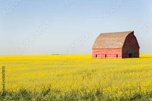 red barn in a canola field in the evening sun