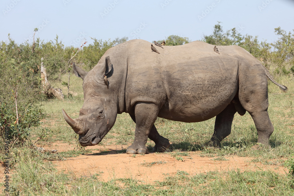 Breitmaulnashorn / Square-lipped rhinoceros / Ceratotherium Simum Breitmaulnashorn / Square-lipped rhinoceros / Ceratotherium Simum