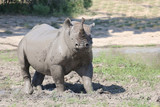 Spitzmaulnashorn / Hook-lipped rhinoceros / Diceros bicornis