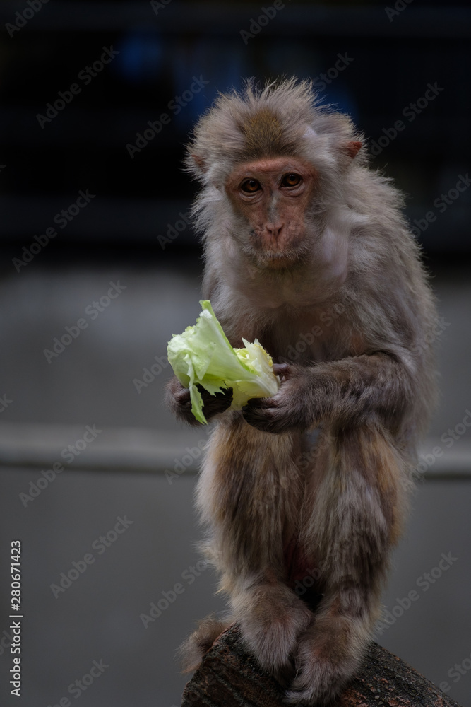 Fototapeta premium レタス猿