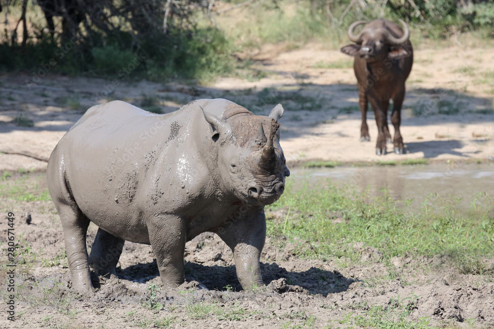 Spitzmaulnashorn / Hook-lipped rhinoceros / Diceros bicornis Spitzmaulnashorn / Hook-lipped rhinoceros / Diceros bicornis