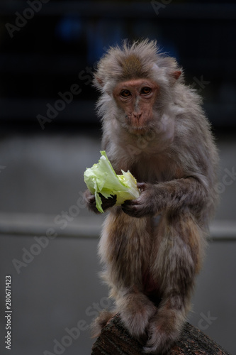 レタス猿 © 敏夫 杉浦