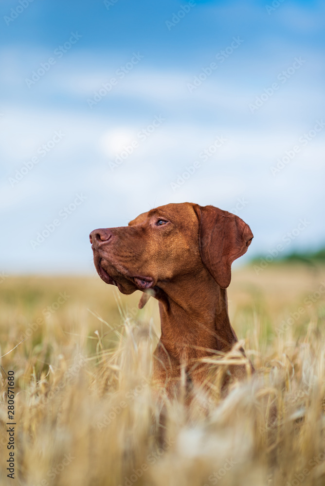 Hungarian magyar vizsla closeup. Hungarian magyar vizsla closeup.