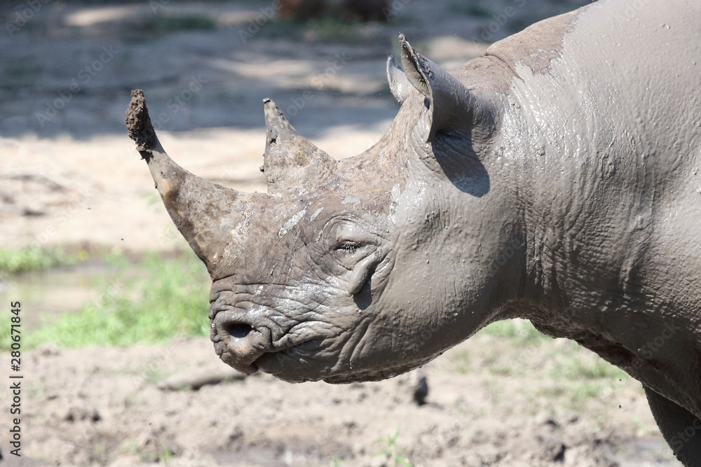 Fototapeta premium Spitzmaulnashorn / Hook-lipped rhinoceros / Diceros bicornis