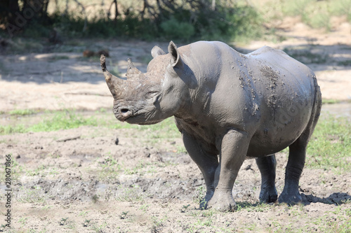 Spitzmaulnashorn   Hook-lipped rhinoceros   Diceros bicornis