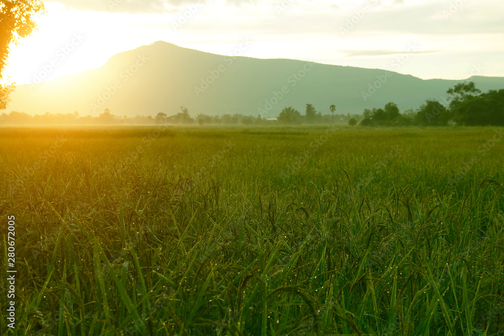 Fototapeta premium Close up of green rice field at morning