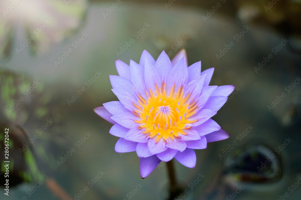 The purple lotus has beautiful natural yellow stamens. The purple lotus has beautiful natural yellow stamens.