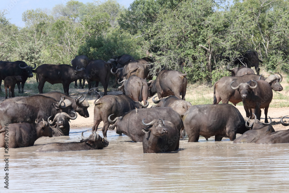 Kaffernbüffel / Buffalo / Syncerus caffer