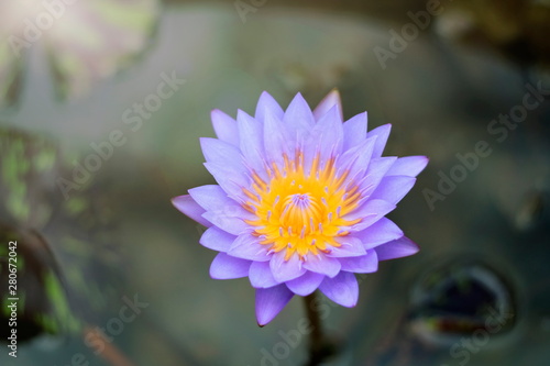 The purple lotus has beautiful natural yellow stamens.
